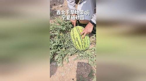 宁夏新农人吃瓜视频,田园生活新风尚
