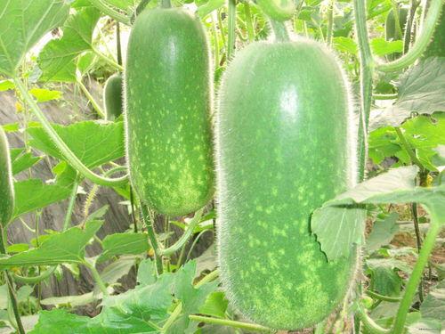 开播算命吃瓜视频大全,开播算命吃瓜视频大盘点