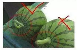 镇平吃瓜最新视频,揭秘最新视频背后的热点事件