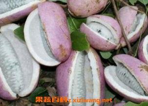 小黑妹吃八月瓜视频大全,小黑妹带你领略瓜果飘香