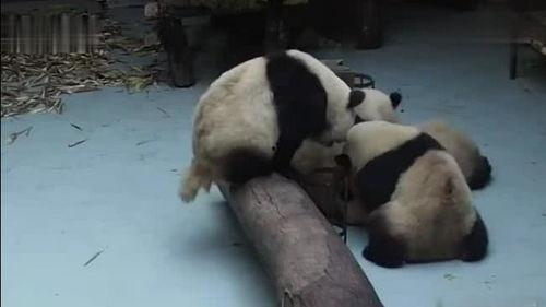 吃瓜看熊猫视频直播下载,吃瓜群众一键下载，尽享萌态时刻