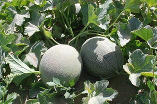 安集吃瓜视频,揭秘娱乐圈幕后故事