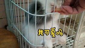 过来我吃瓜小视频,网络热传背后的故事与真相