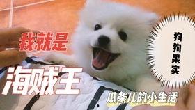 吃瓜人狗大战视频,一场爆笑的跨界对决