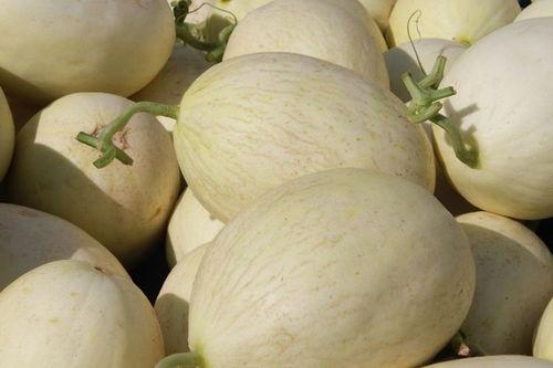 南方人吃白兰瓜好吗视频,风味独特，美味可口