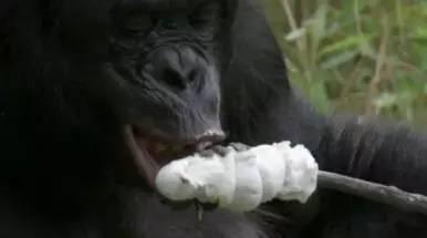 超级猩猩吃瓜视频,揭秘娱乐圈幕后故事