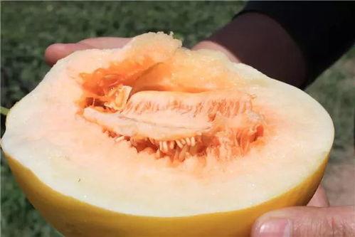 蜜瓜鱼怎么吃最好吃视频,视频揭秘美味秘诀