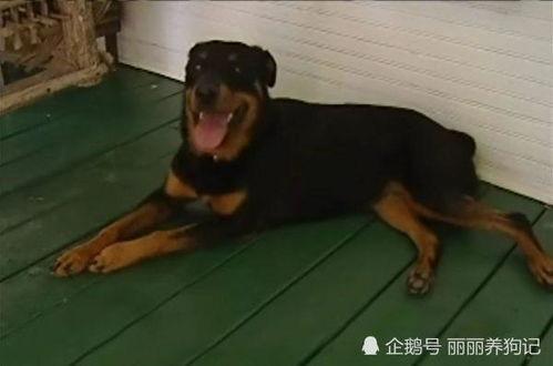 车祸现场吃瓜狗狗视频,萌态十足引网友热议