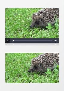 刺猬吃瓜的视频素材,萌宠挑战夏日美味