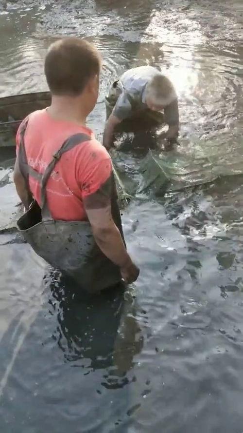 徒手抓鱼吃瓜视频,体验原始野趣生活