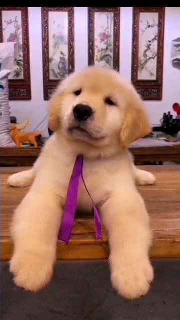 金毛狮王吃瓜视频大全下载,趣味横生的动物世界瞬间