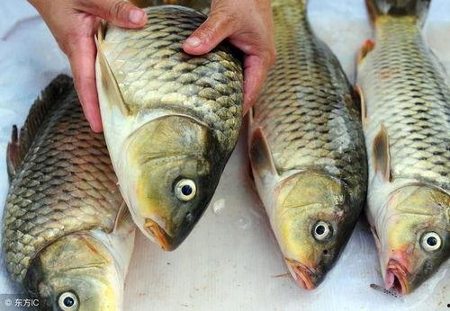 淡水瓜鱼能经常吃吗视频,健康饮食新选择，常吃可行吗？