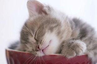 懒猫吃瓜酱小视频大全,趣味小视频大盘点