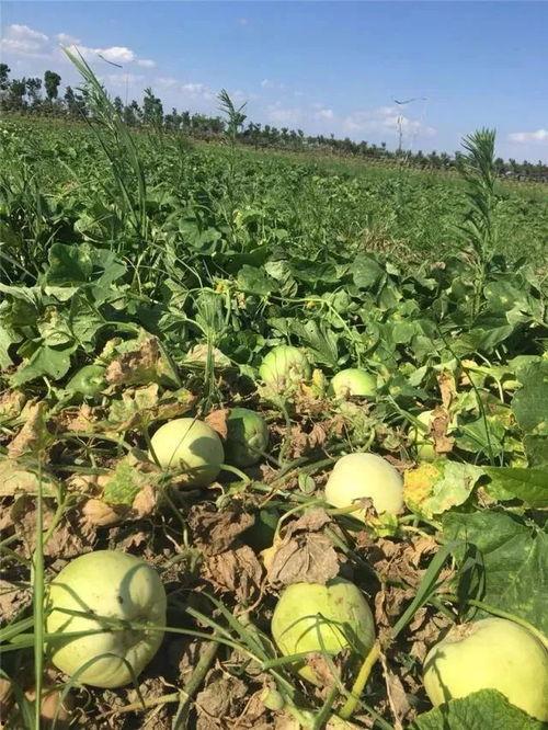 湾湾民调吃瓜视频,吃瓜视频背后的民意风向标