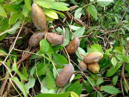 野外吃八月瓜视频,揭秘八月瓜的天然美味之旅