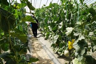 树下吃瓜最新视频,揭秘最新视频背后的趣味与真相