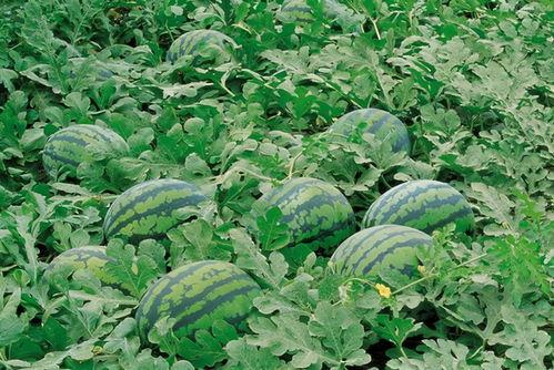 捧瓜的叶子可以吃吗视频