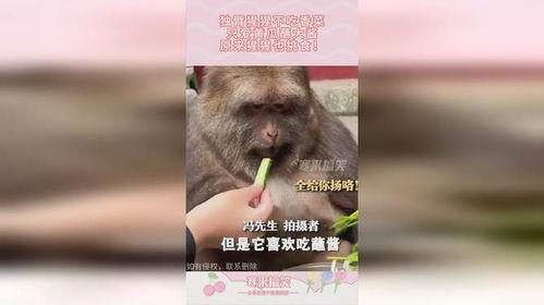 吃瓜像猩猩原视频,揭秘人类模仿动物行为的趣味瞬间