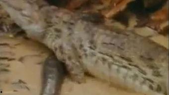 吃瓜鳄鱼视频完整版下载,完整版视频下载解析